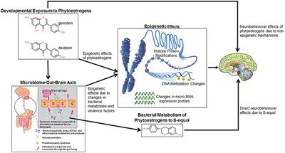 Frontiers Effects of Phytoestrogens on the Developing Brain Gut